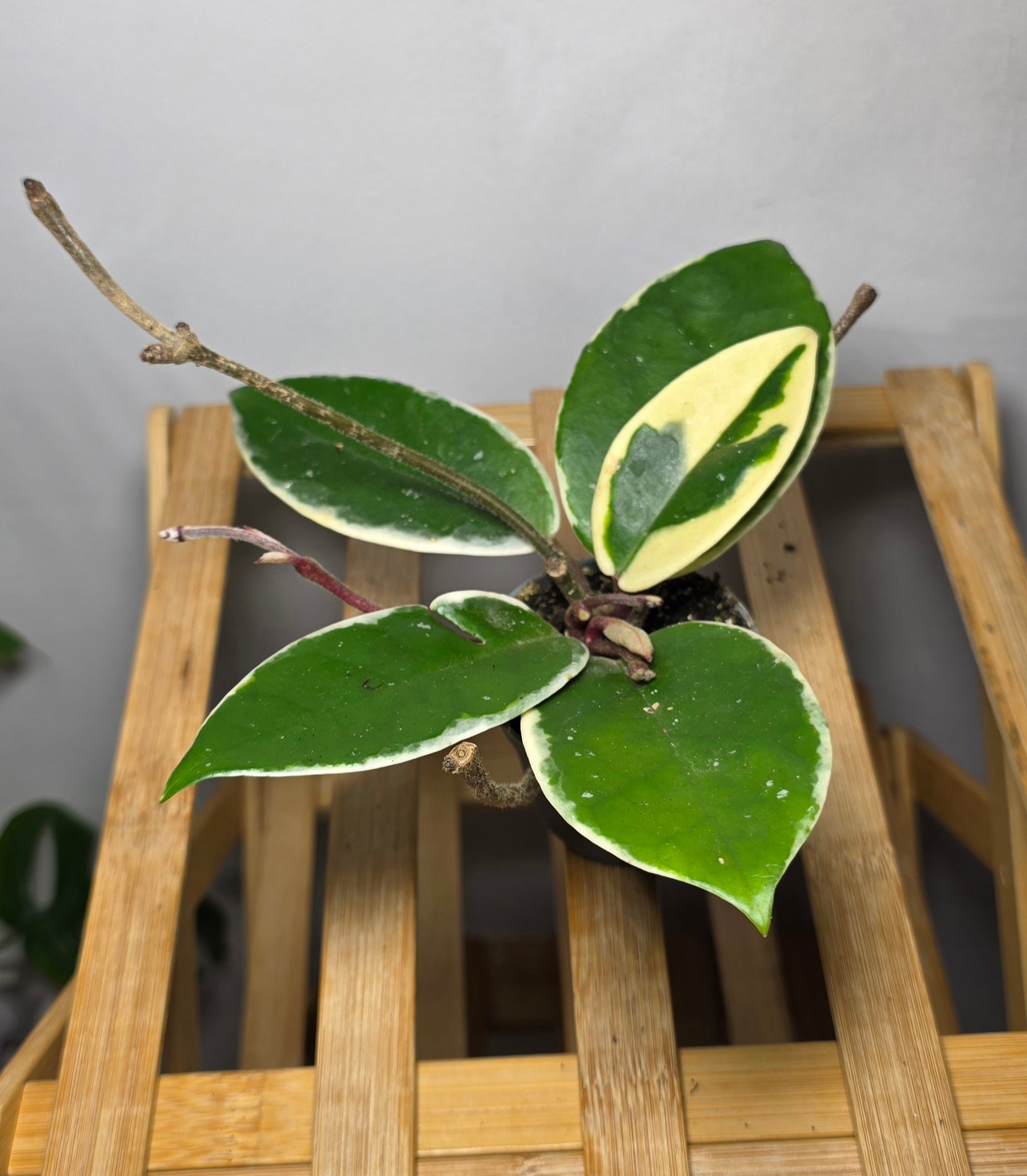 Hoya carnosa ‘Krimson Queen’ – Variegated Wax Plant