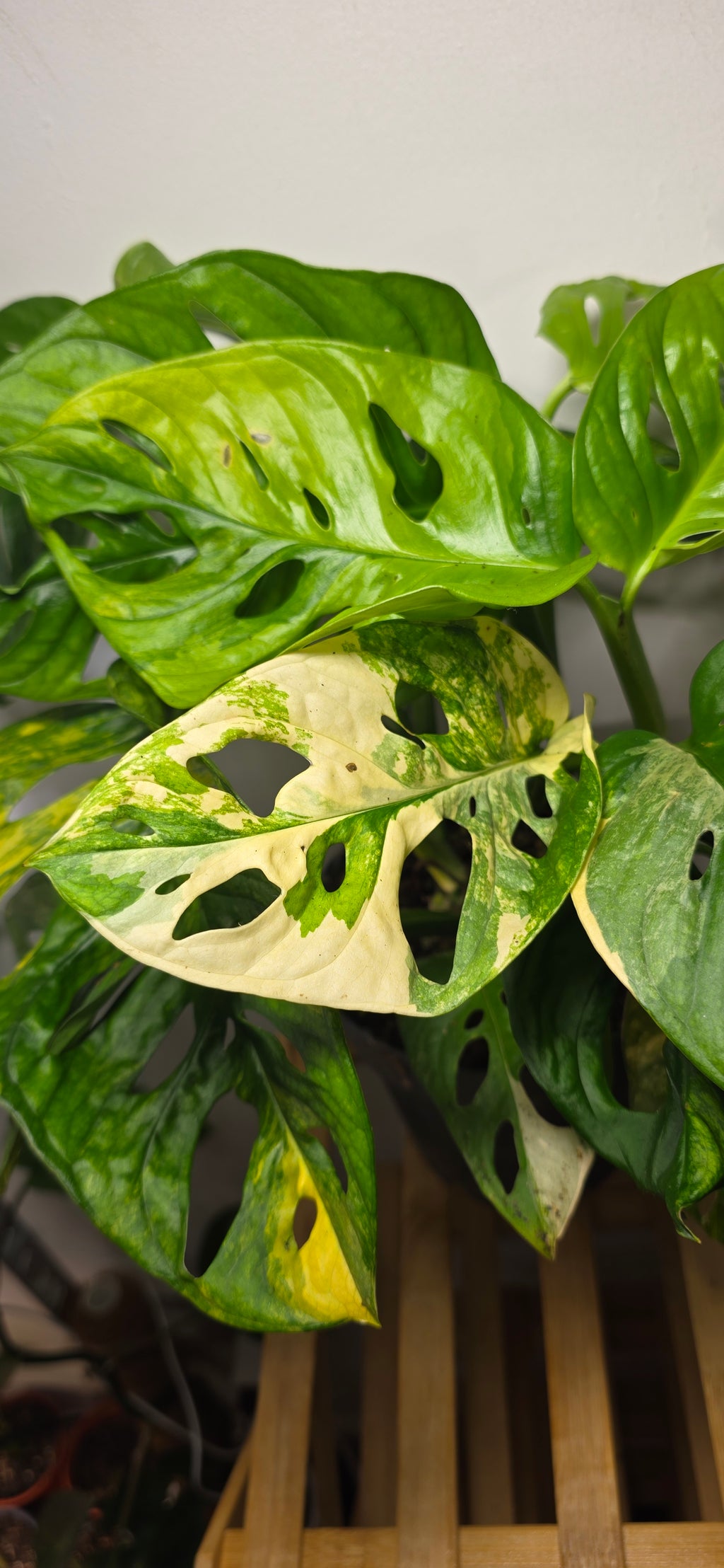 Monstera Adansonii Japanese Tricolour – Rare Variegated Monstera