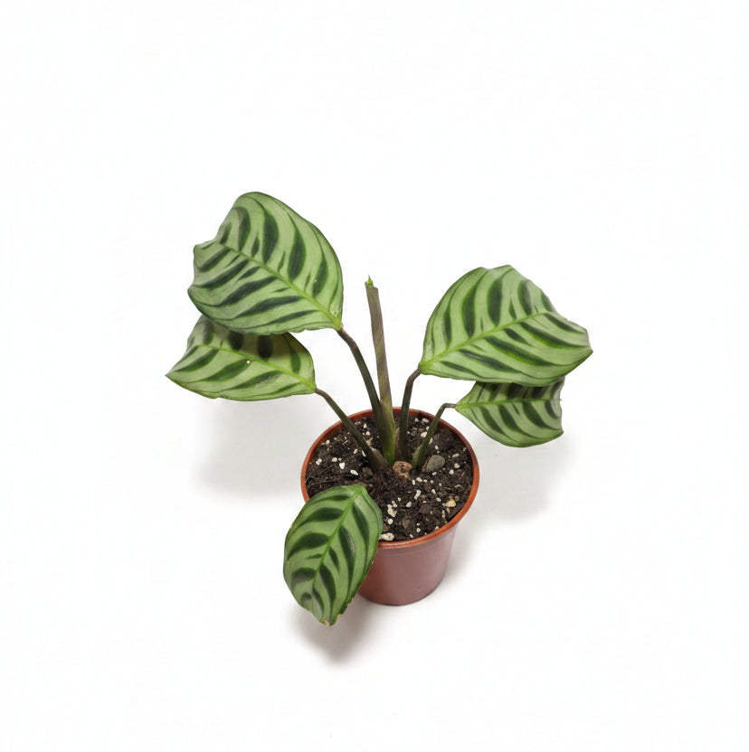 Ctenanthe burle-marxii – Never Never Plant