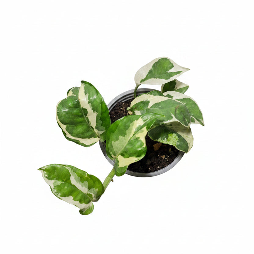 N’Joy Pothos – Variegated Epipremnum Houseplant
