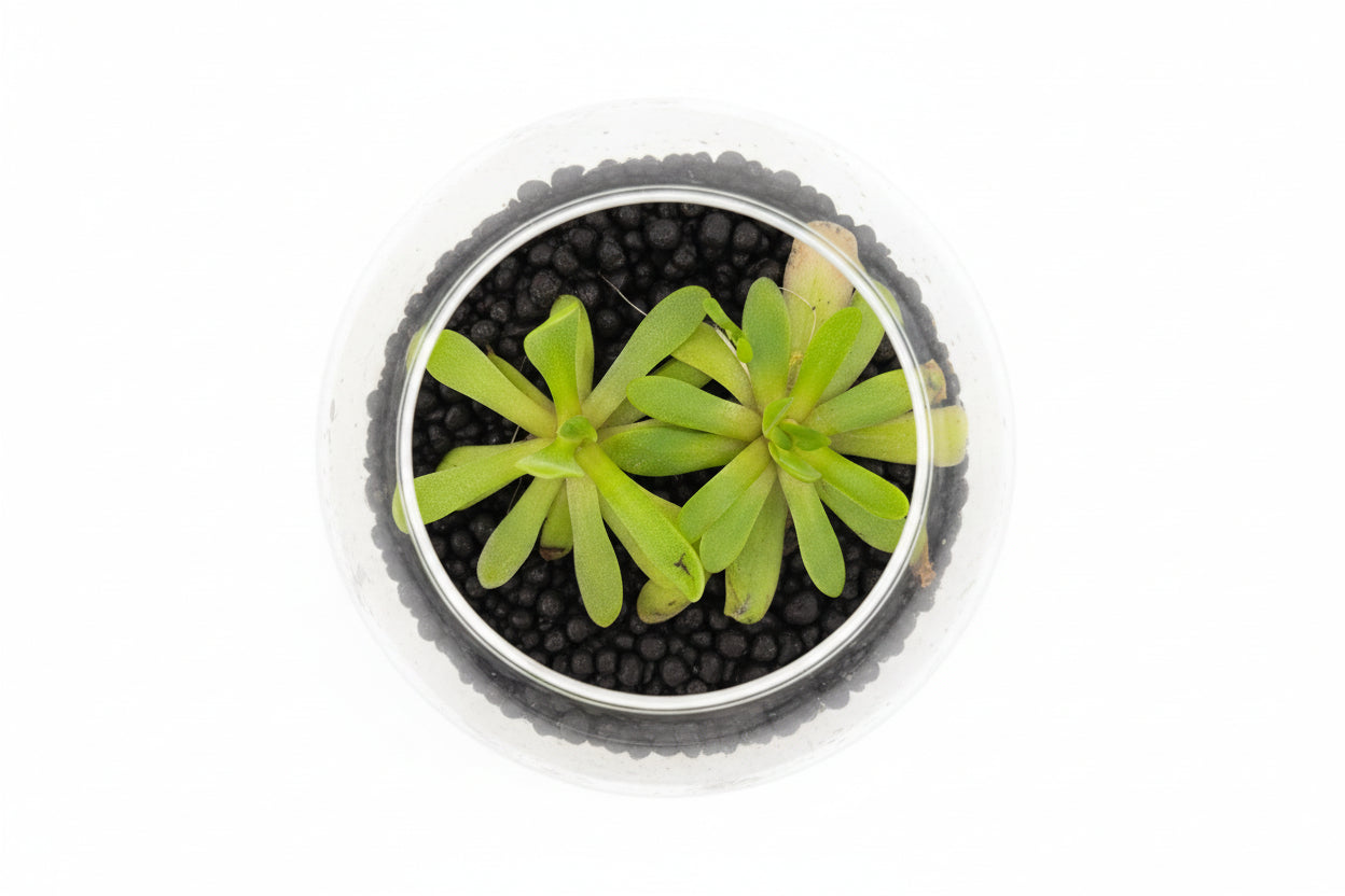 Pinguicula (Butterwort) – Carnivorous Plant in Perlite & Fluval Cup
