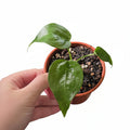 Alocasia Cucullata – Corm Grown Starter Plant