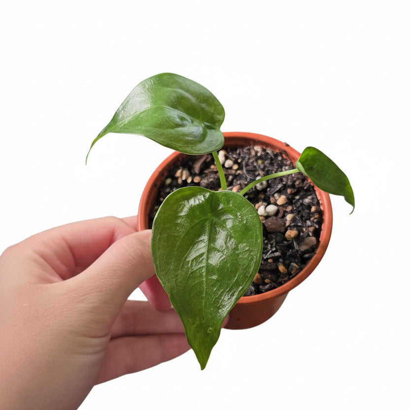 Alocasia Cucullata – Corm Grown Starter Plant