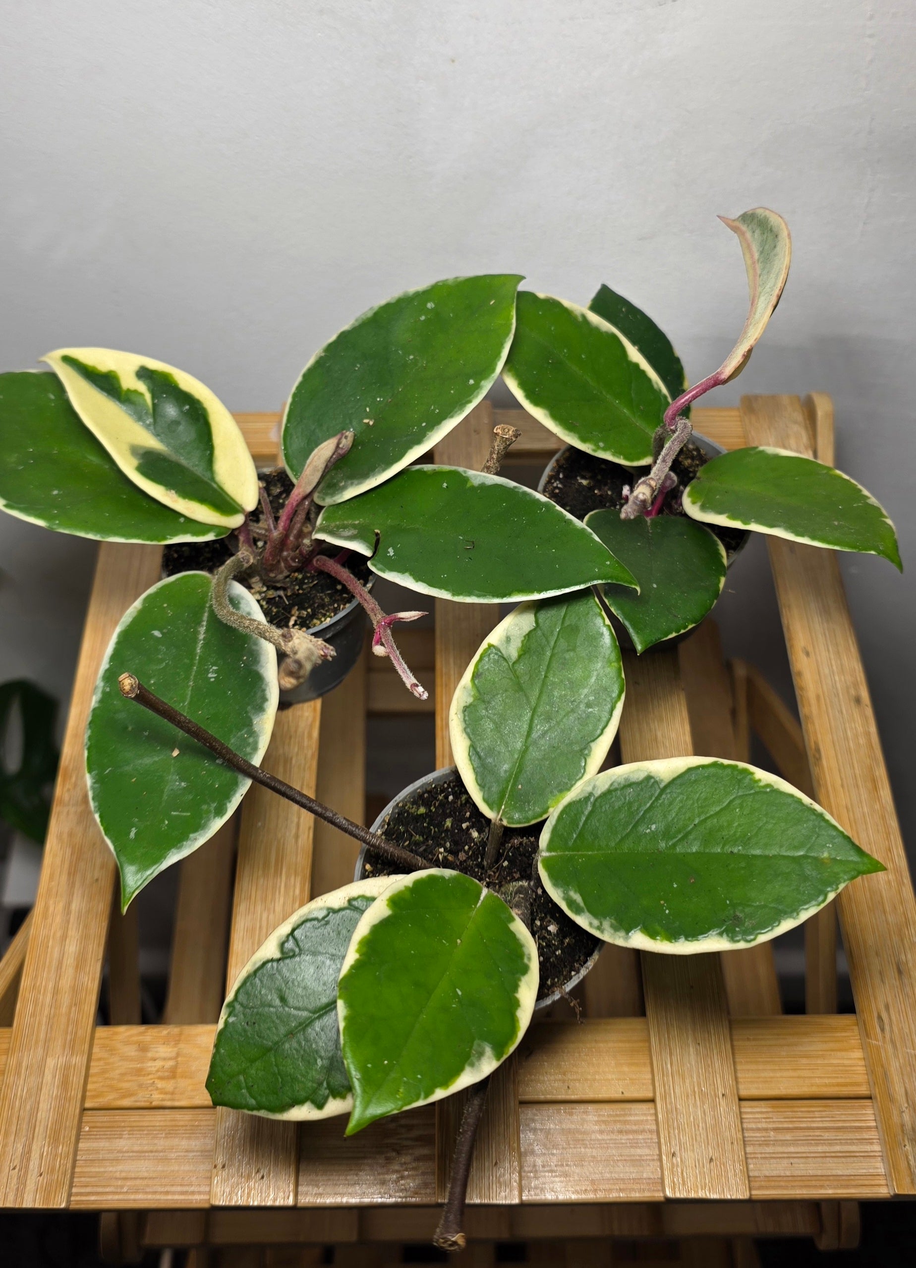 Hoya carnosa ‘Krimson Queen’ – Variegated Wax Plant