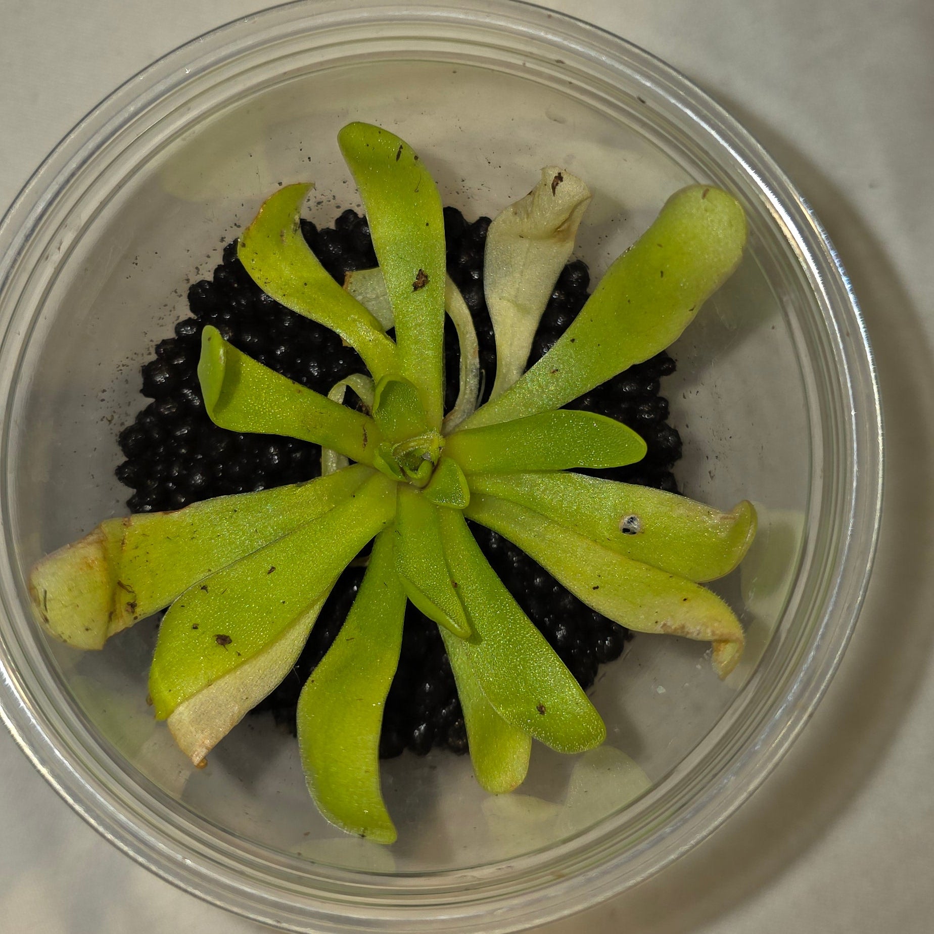 Pinguicula (Butterwort) – Carnivorous Plant in Perlite & Fluval Cup