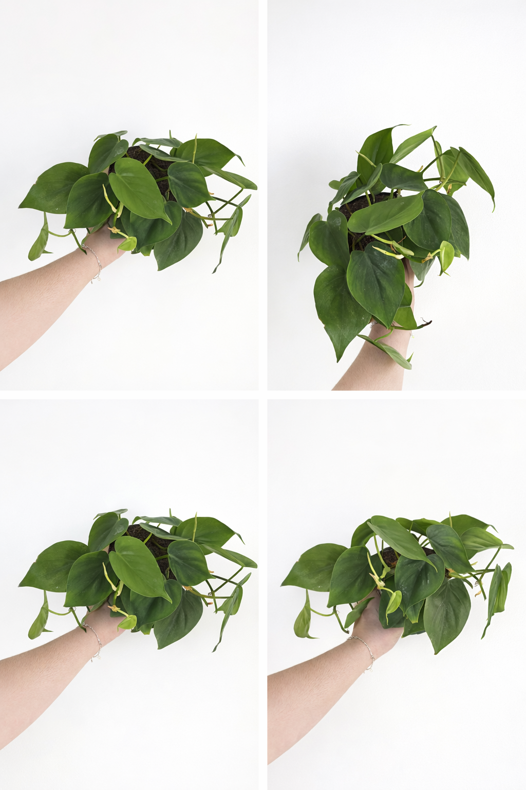 Philodendron Scandens (Heartleaf Philodendron)