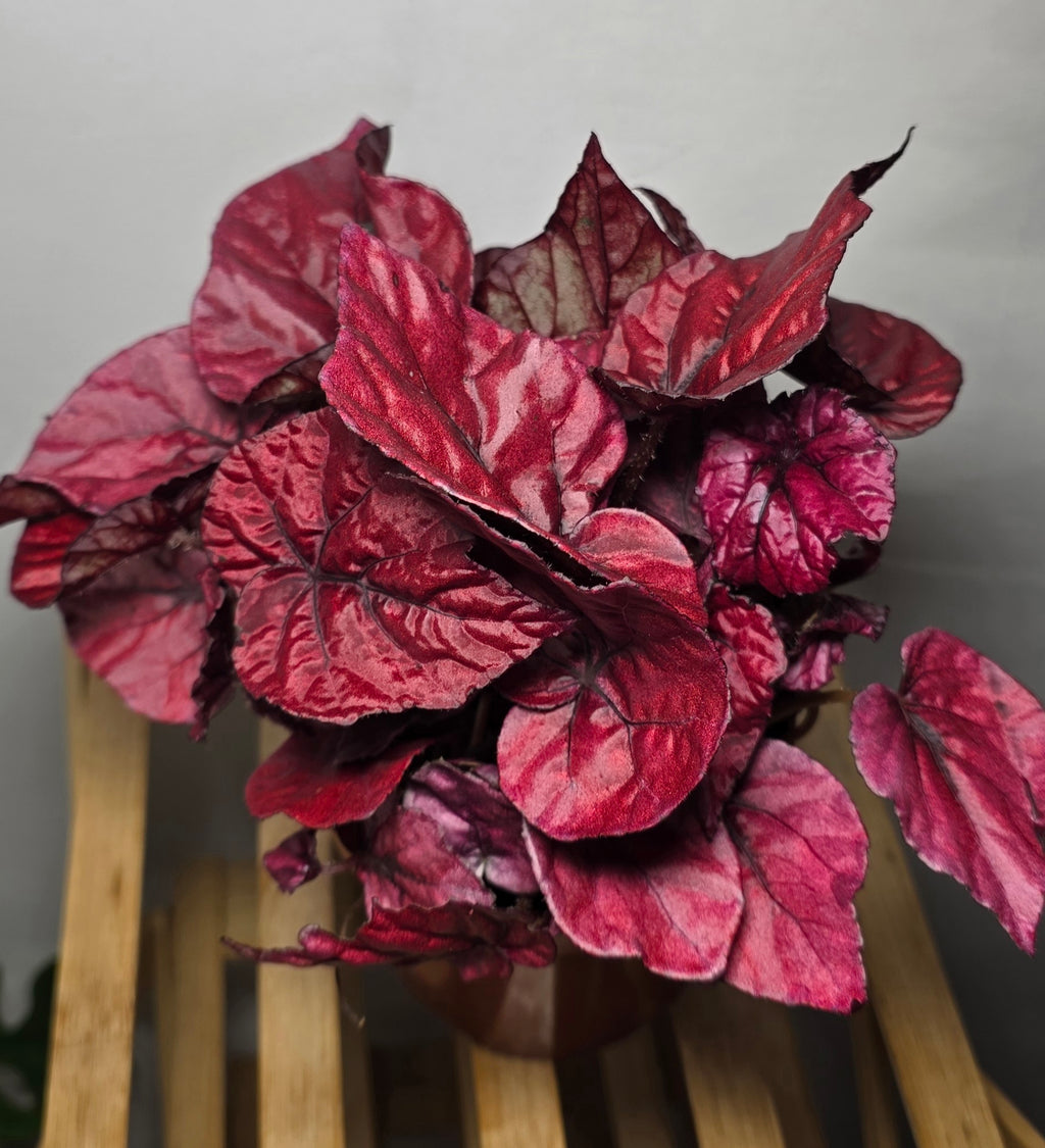 Begonia ‘Inca Flame’ – Colourful Foliage Begonia