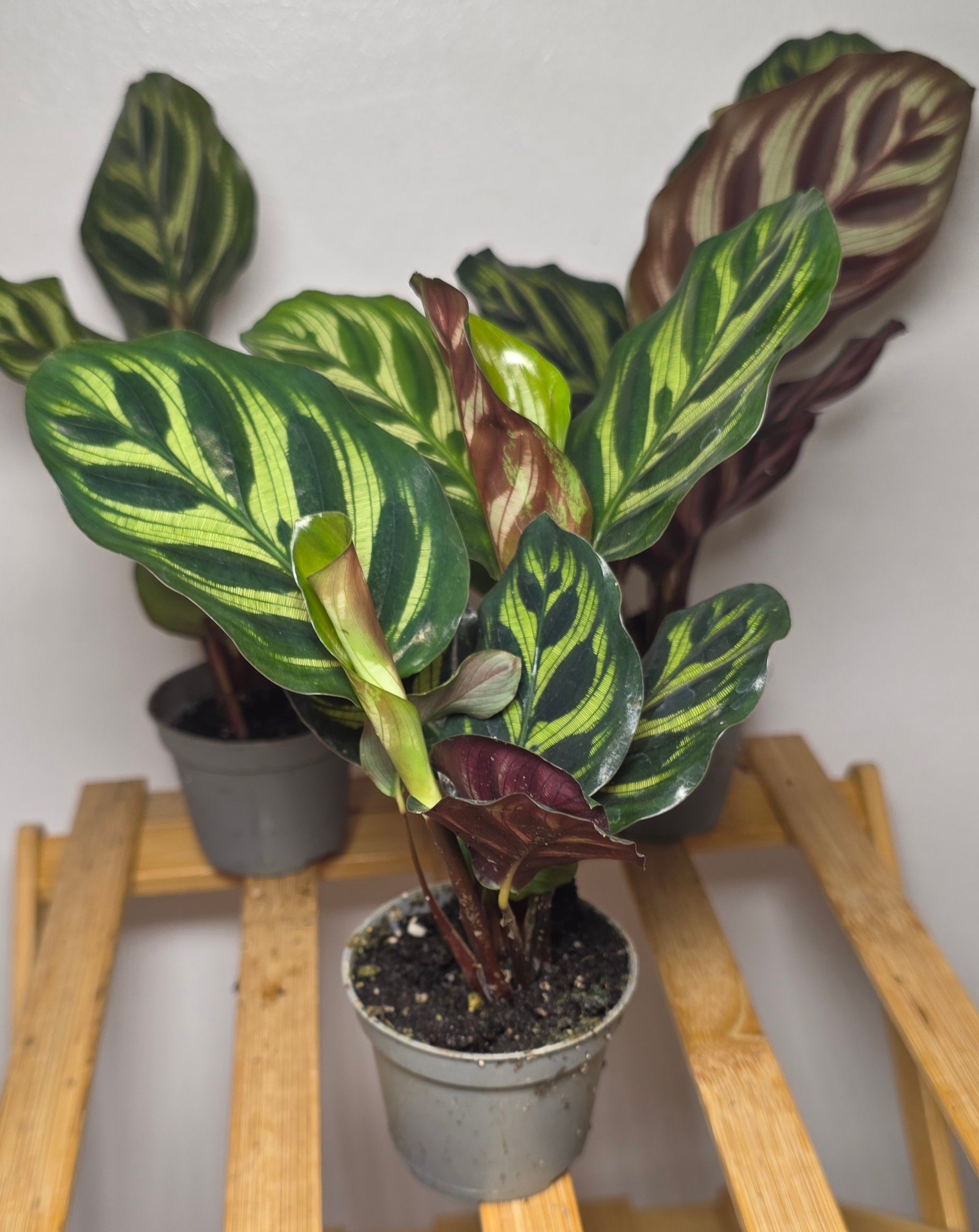 Calathea makoyana – Peacock Prayer Plant