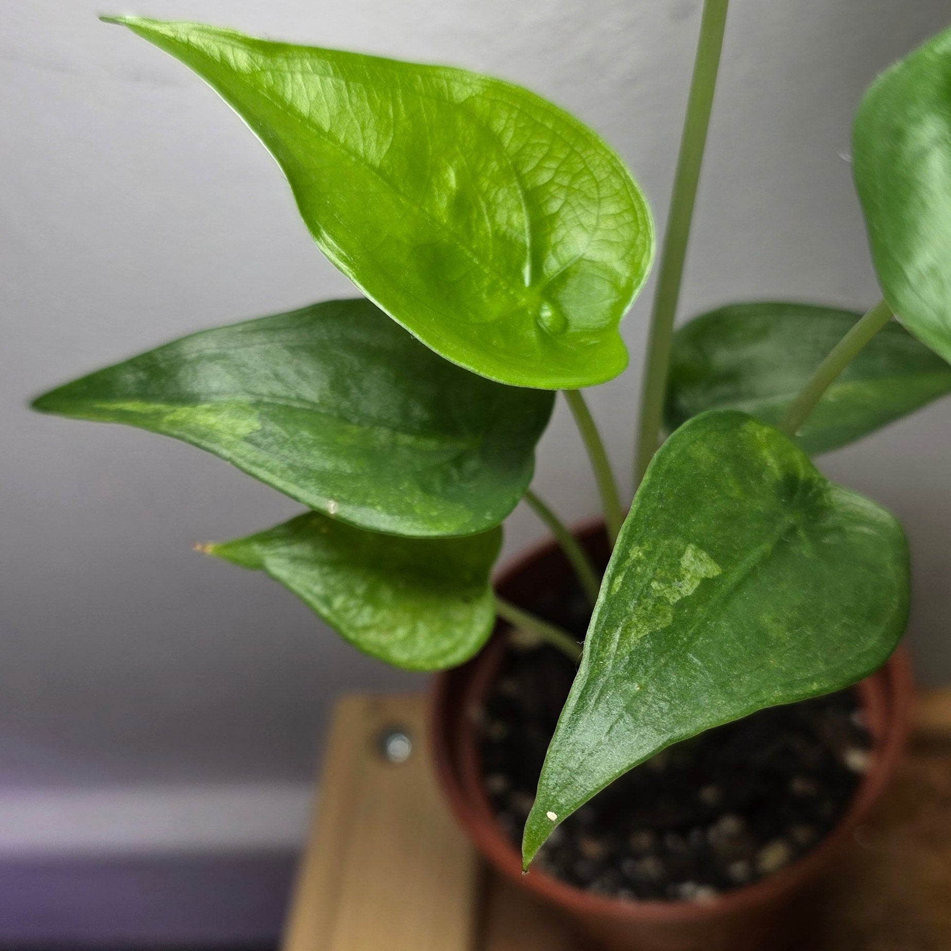 Alocasia Cucullata – Corm Grown Starter Plant