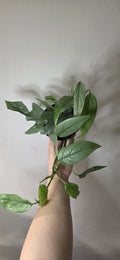 Cebu Blue (Epipremnum pinnatum) – 12 cm Pot