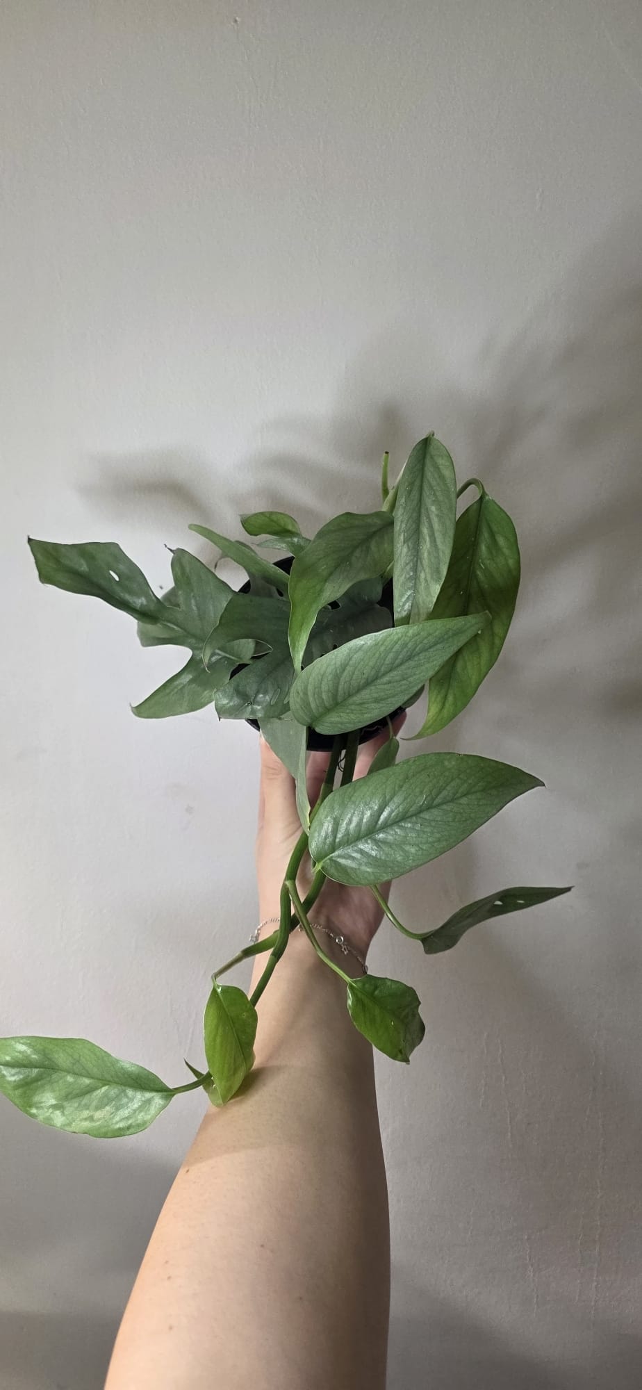 Cebu Blue (Epipremnum pinnatum) – 12 cm Pot