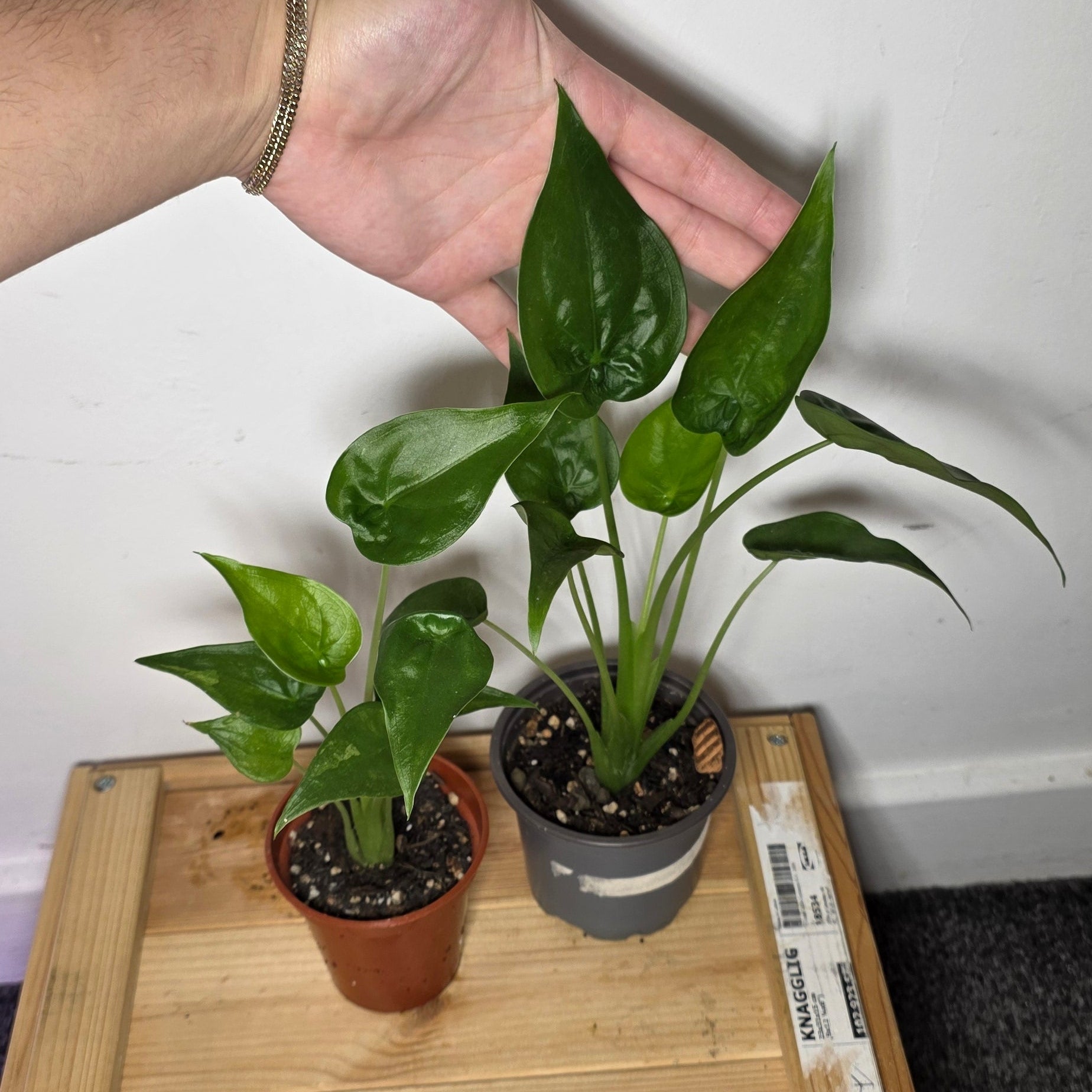 Alocasia Cucullata – Corm Grown Starter Plant