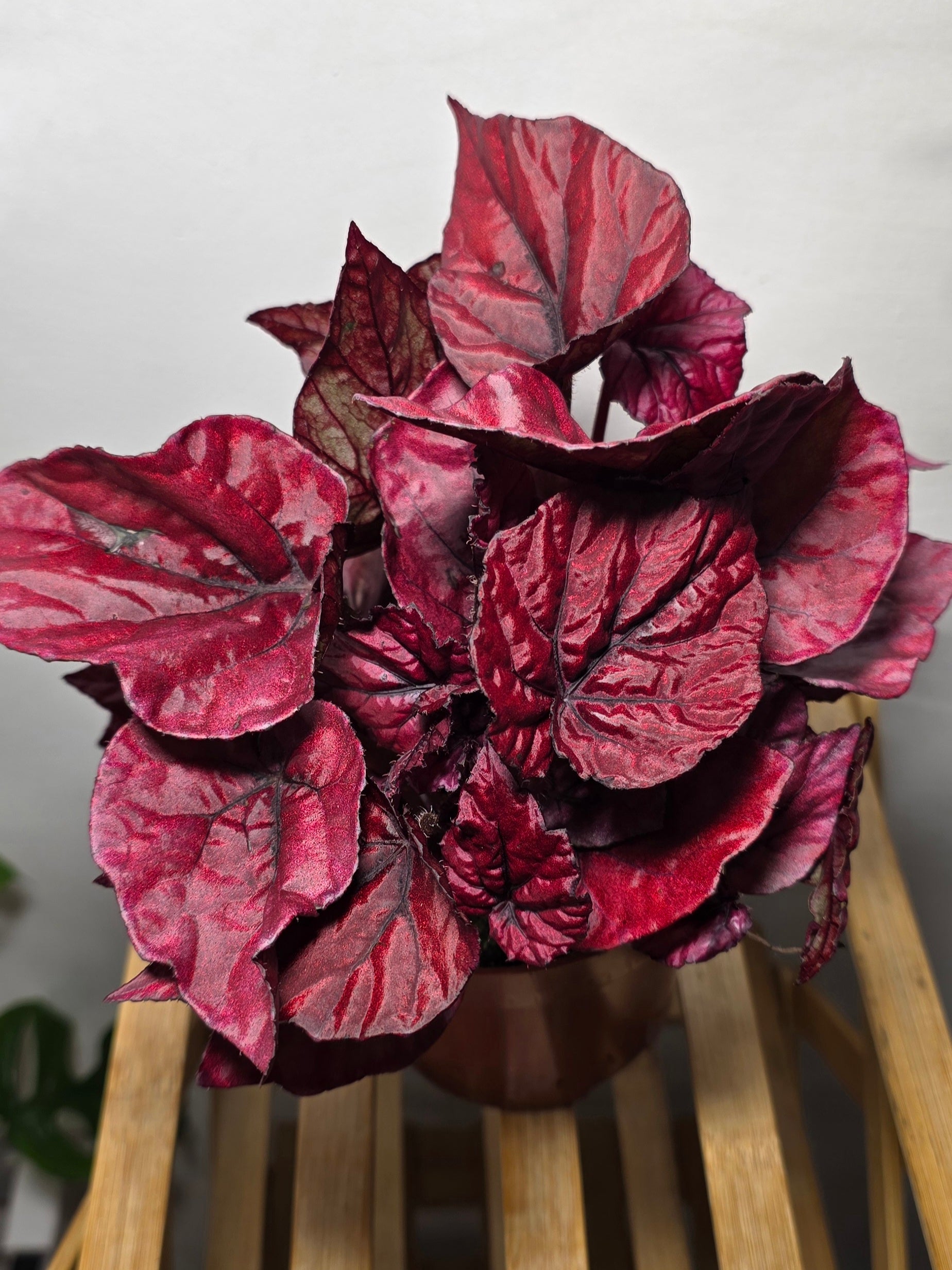 Begonia ‘Inca Flame’ – Colourful Foliage Begonia