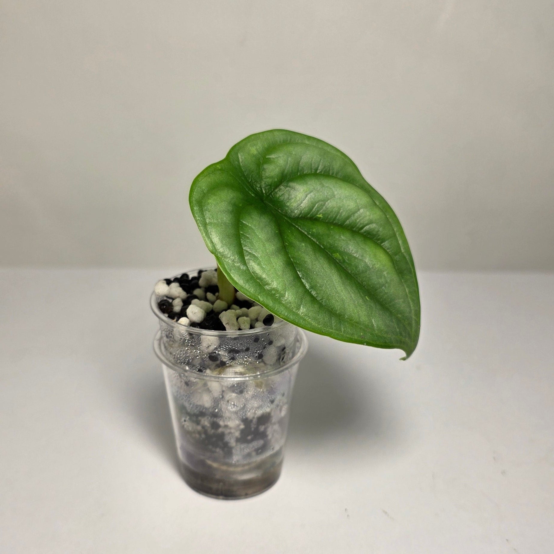 Alocasia Silver Dragon – Baby Plant (Corm Grown)
