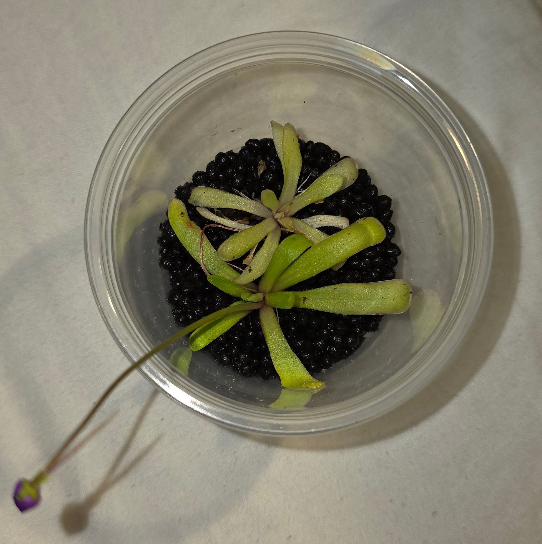 Pinguicula (Butterwort) – Carnivorous Plant in Perlite & Fluval Cup