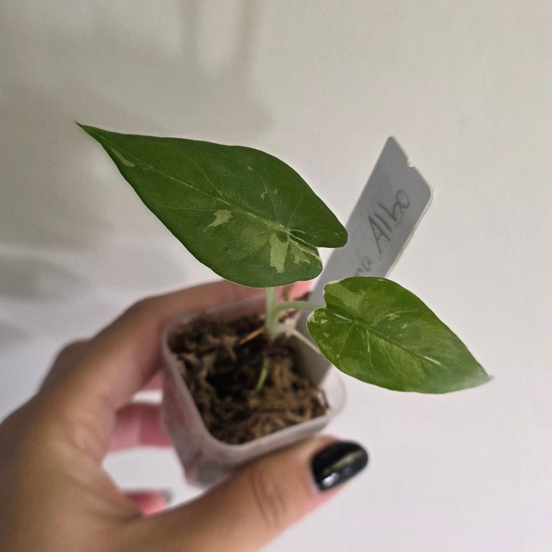 Alocasia gageana Albo – Variegated Alocasia in 6cm Pot