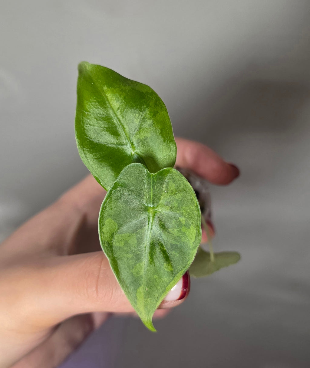 Alocasia Frydek Aurea – Yellow Variegated Green Velvet Alocasia