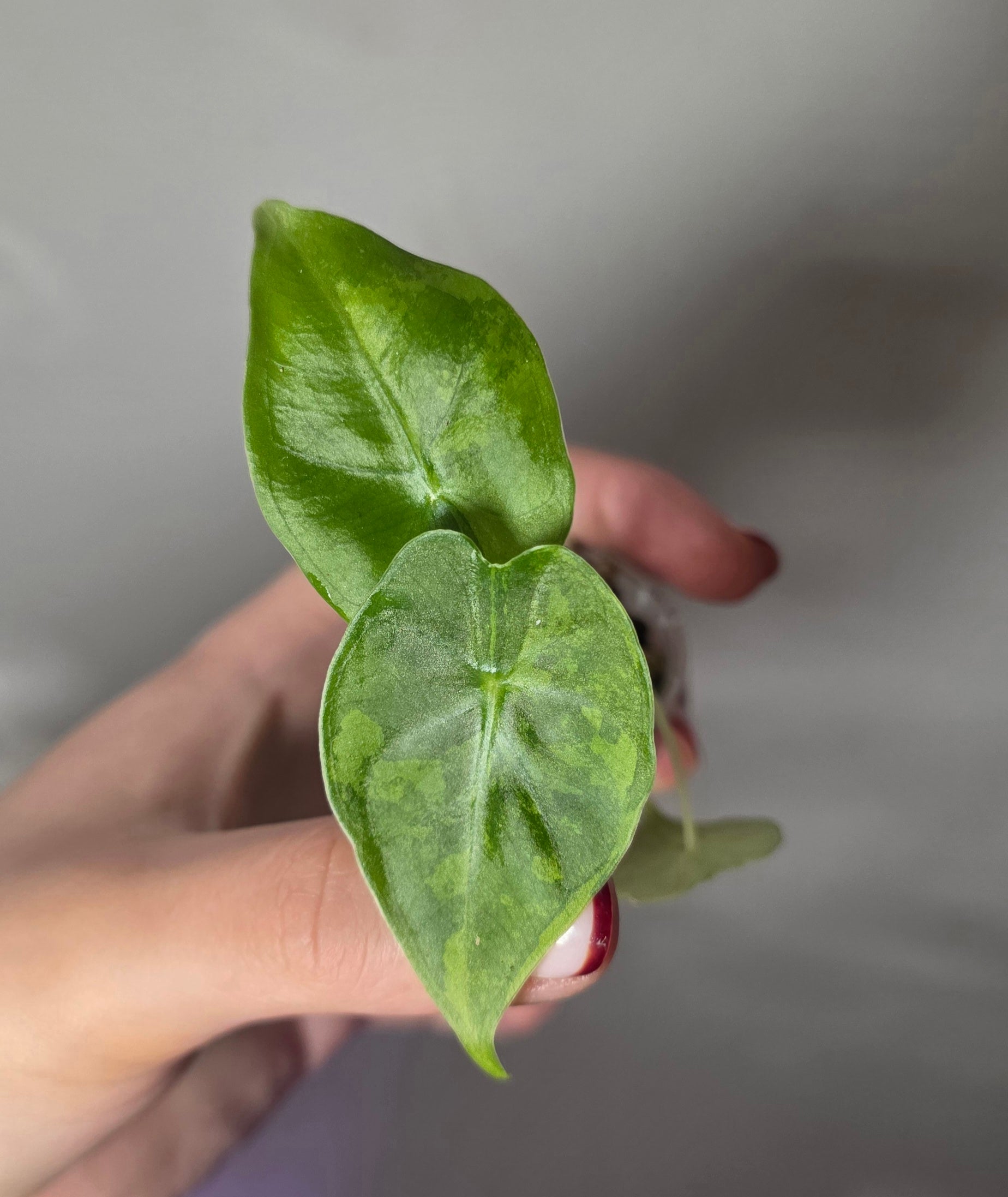 Alocasia Frydek Aurea – Yellow Variegated Green Velvet Alocasia