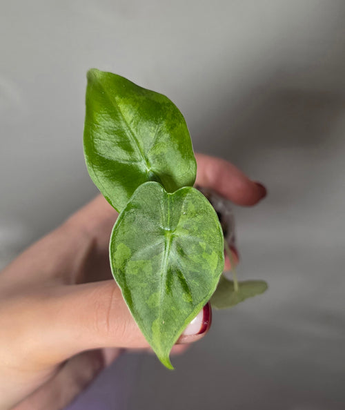 Alocasia Frydek Aurea – Yellow Variegated Green Velvet Alocasia