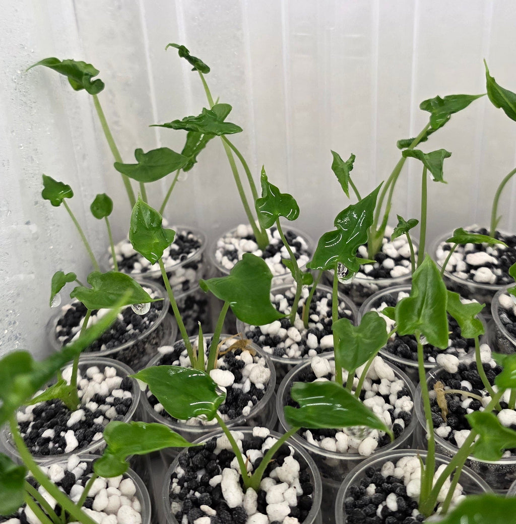 Alocasia Teletubbies – In Handmade Self-Watering Pot