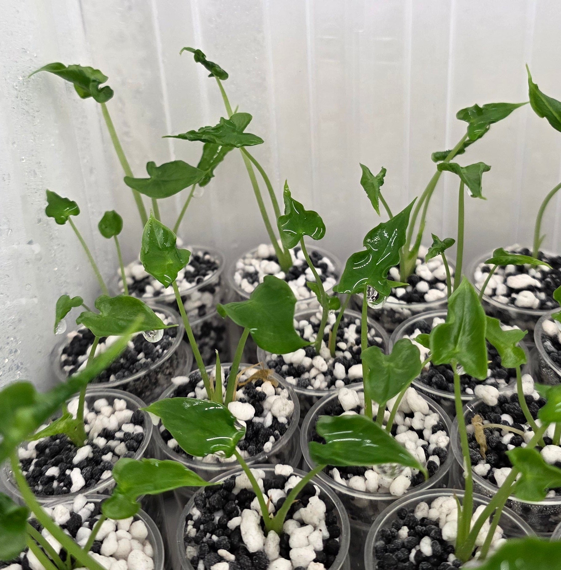 Alocasia Teletubbies – In Handmade Self-Watering Pot