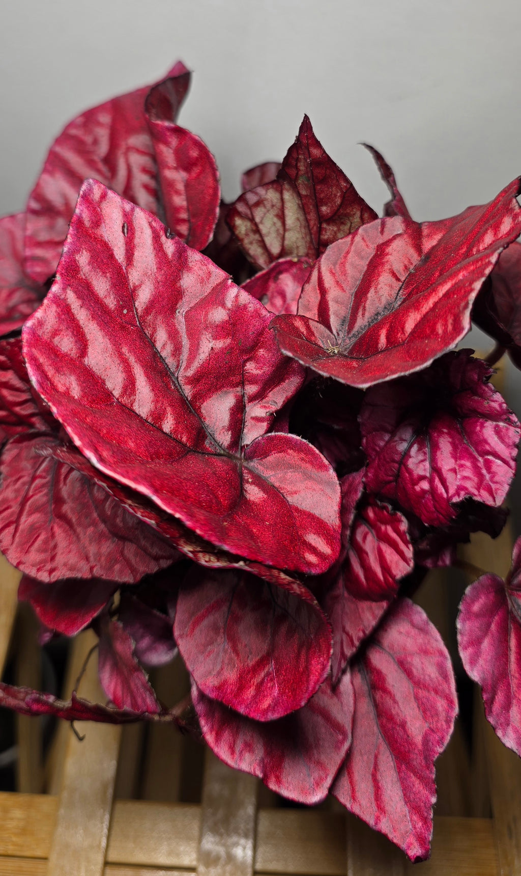 Begonia ‘Inca Flame’ – Colourful Foliage Begonia