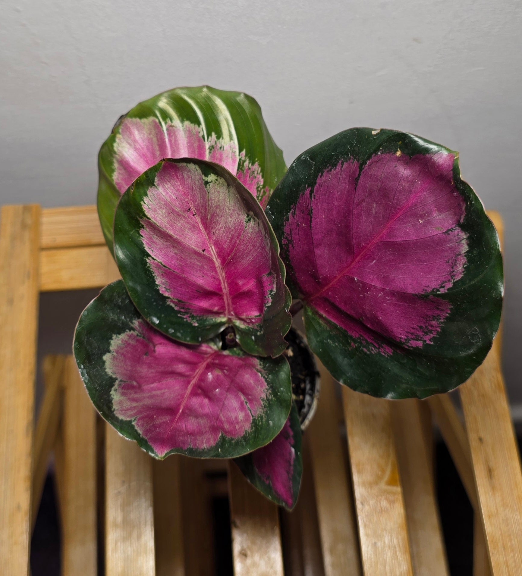 Calathea roseopicta ‘Crimson’ – Crimson Prayer Plant