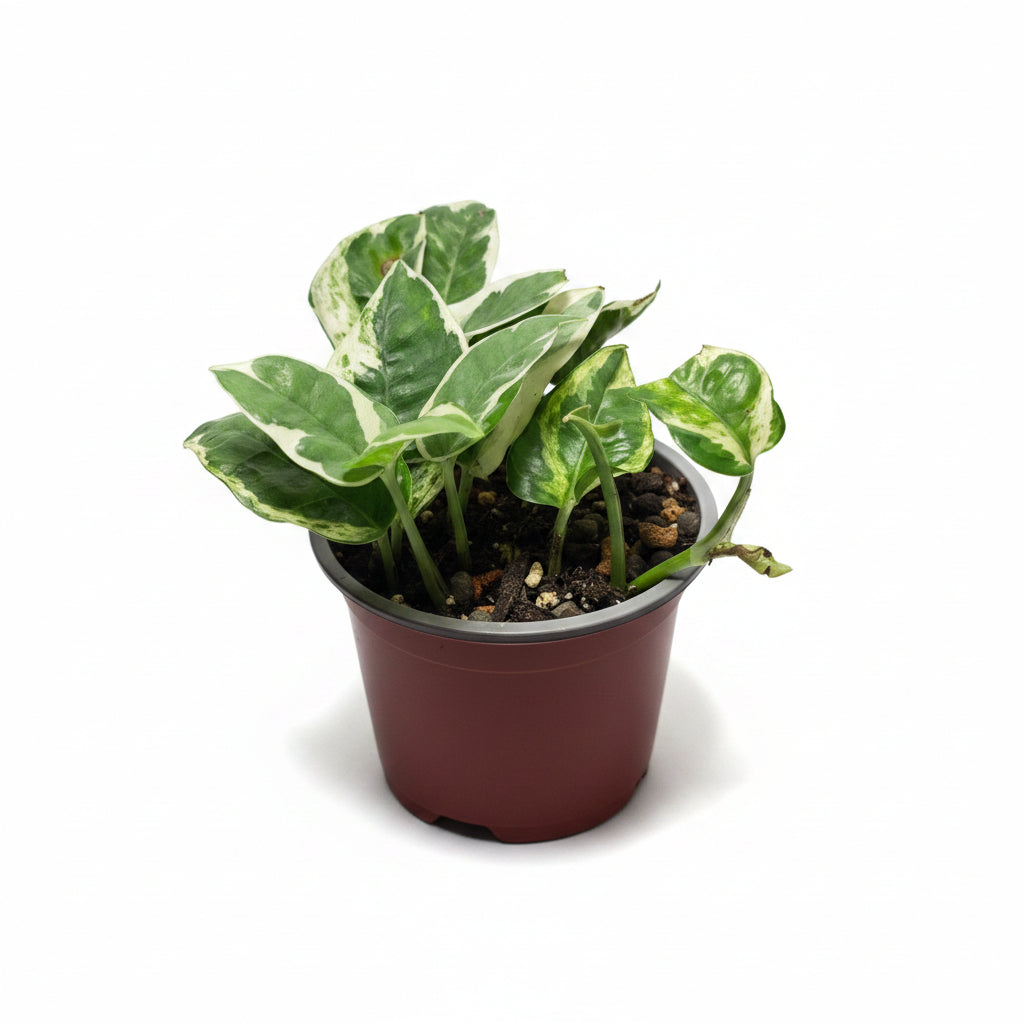 N’Joy Pothos – Variegated Epipremnum Houseplant