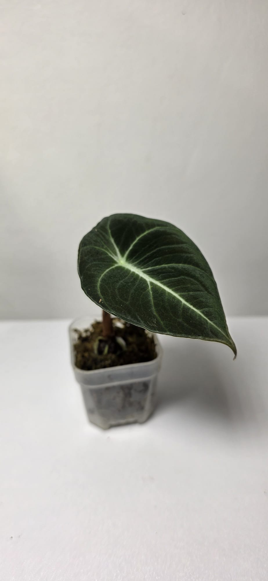 Alocasia Black Velvet – Baby Plant (Corm Grown)