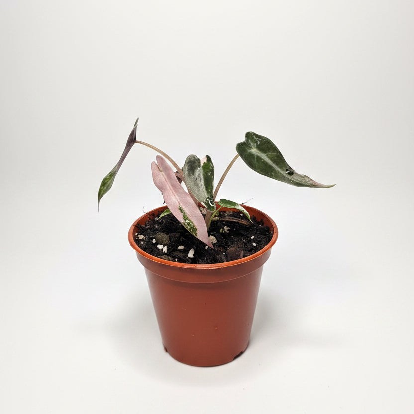 Alocasia Pink Bambino – Compact Alocasia with Pink Stems