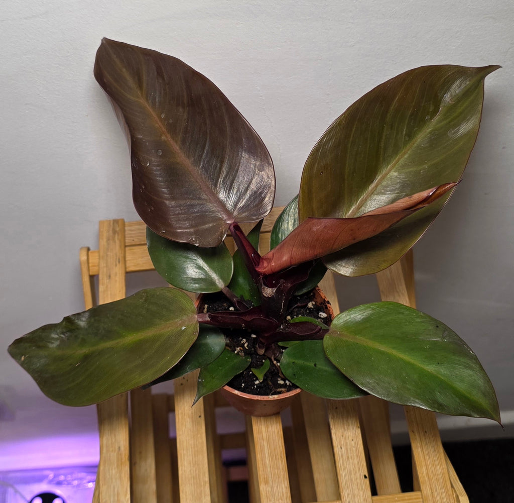 Philodendron Black Cardinal – Dark Foliage Tropical Houseplant