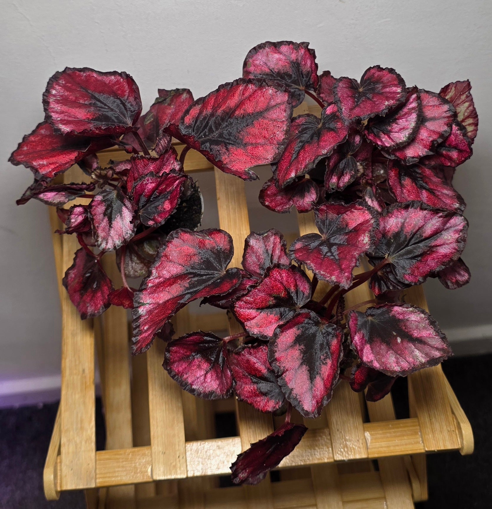 Begonia Rex ‘Red Kiss’ – 6cm Pot
