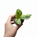 Calathea ‘Yellow Fusion’ – Variegated Prayer Plant