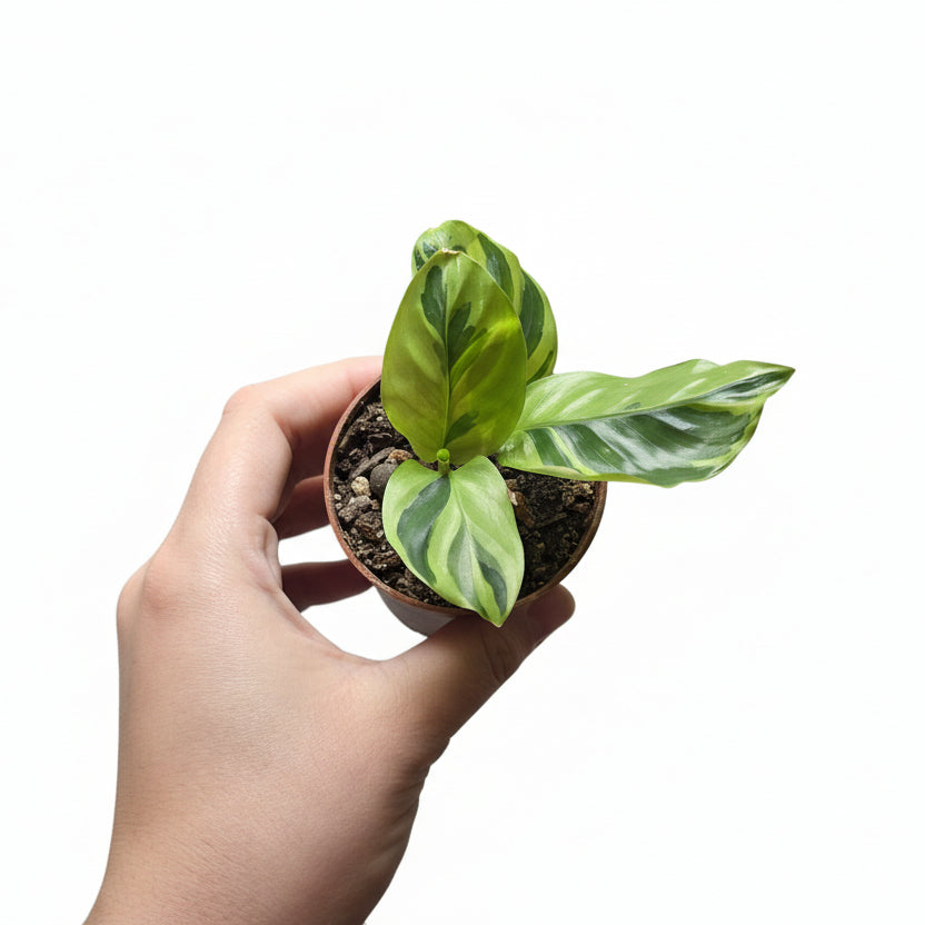 Calathea ‘Yellow Fusion’ – Variegated Prayer Plant