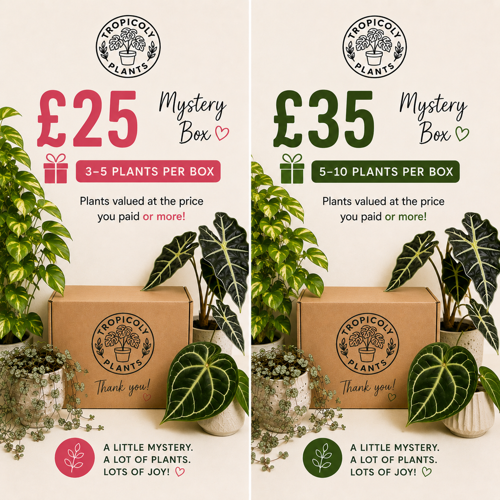 Plant Mystery Box 🌿