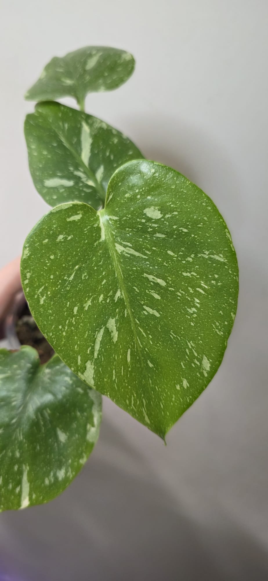 Monstera Thai Constellation – Variegated Plant in 10–12 cm Pot