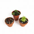 2x Sempervivum Mix + 1x Sedum ‘Tornado’ – Succulent Bundle