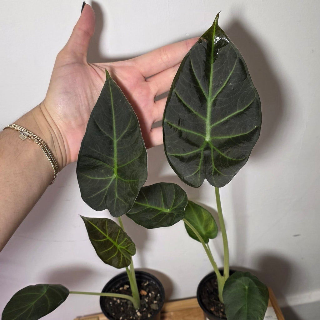Alocasia Regal Shield - Corm Grown Starter Plant