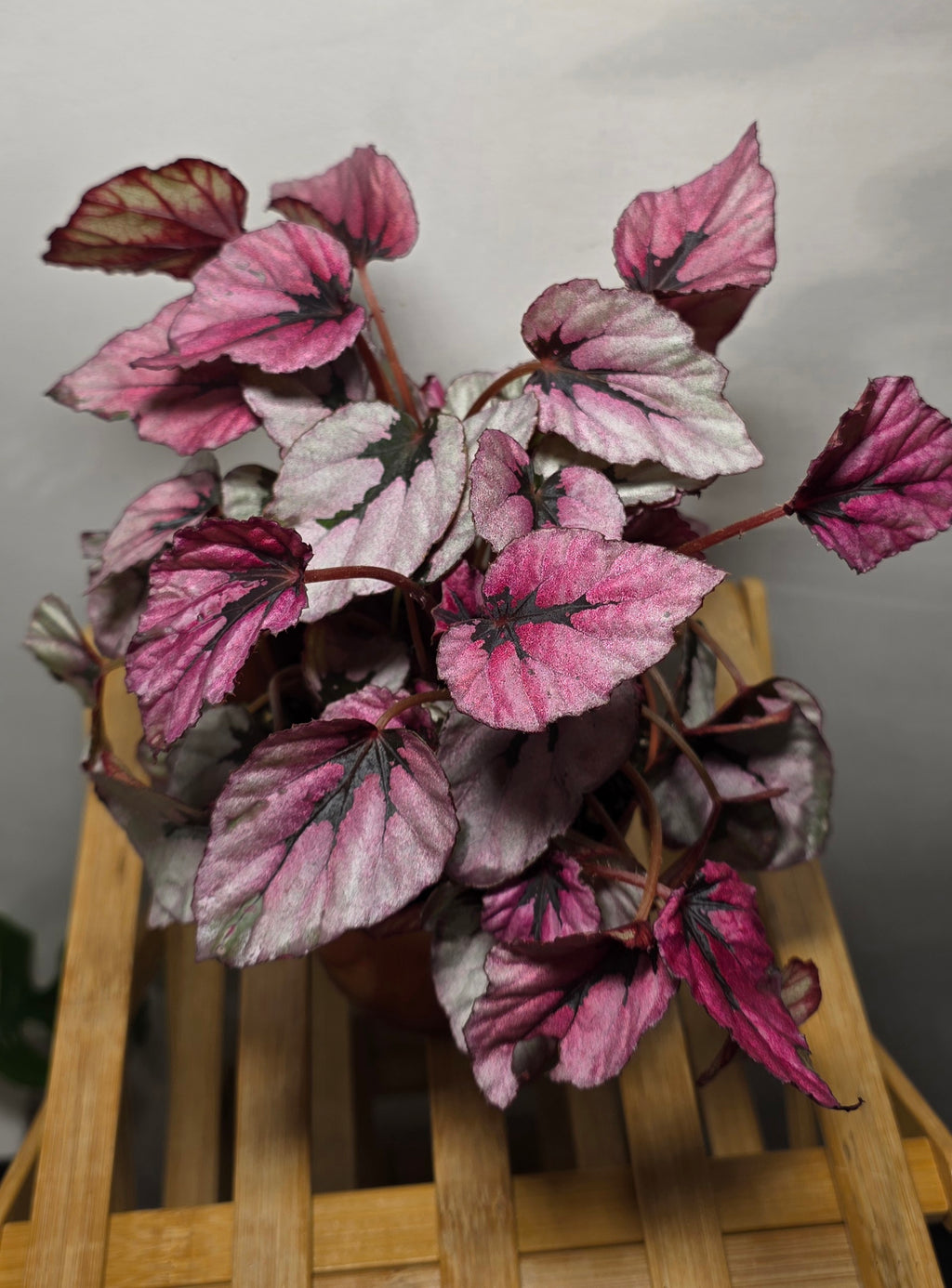 Damaged- Begonia Rex ‘Indian Summer’ – Colourful Rex Begonia