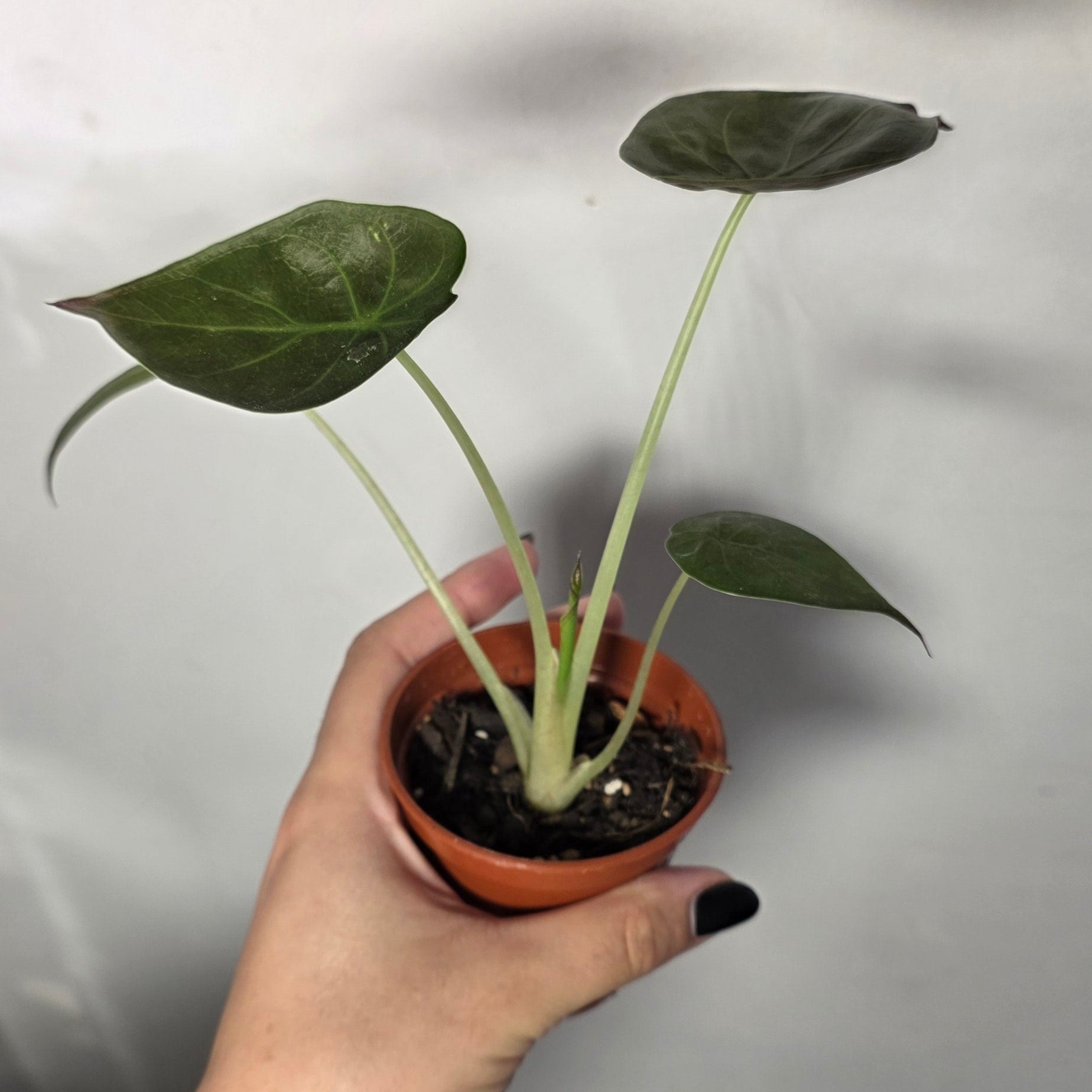 Alocasia Wentii – Hardy Upright Alocasia