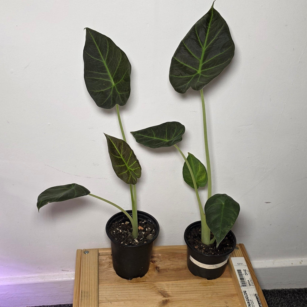 Alocasia Regal Shield - Corm Grown Starter Plant