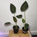 Alocasia Regal Shield - Corm Grown Starter Plant