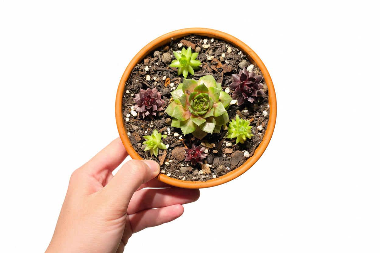 Mixed Succulents in Terracotta Pot – Mini Succulent Arrangement