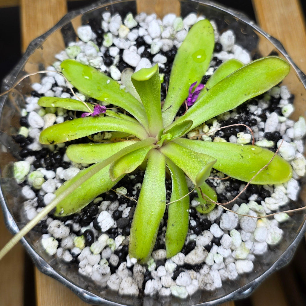 Pinguicula in Glass Bowl – Butterwort Carnivorous Plant