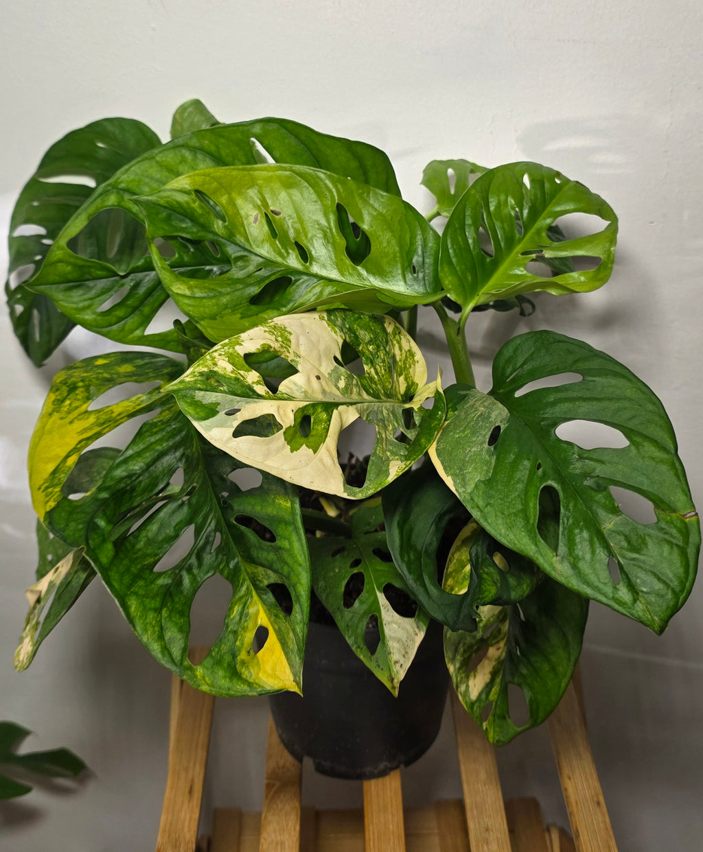 Monstera Adansonii Japanese Tricolour – Rare Variegated Monstera