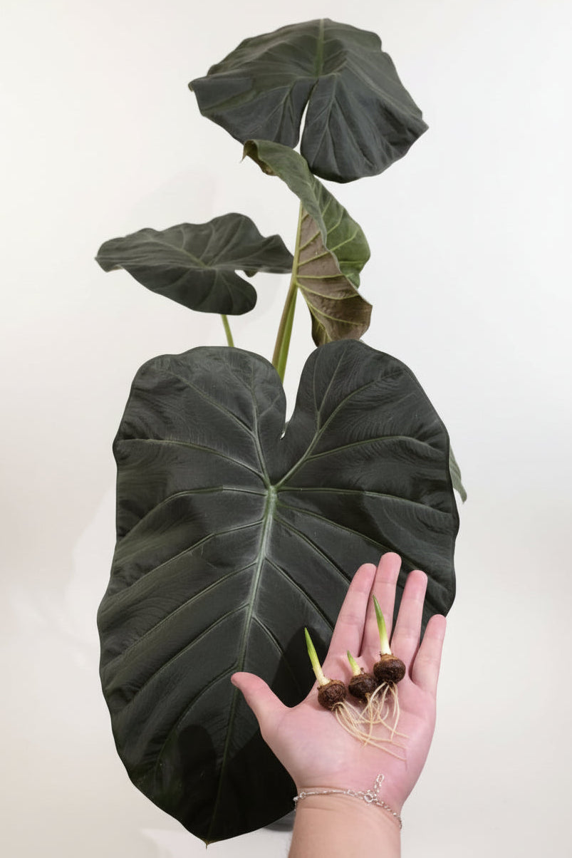 Alocasia Regal Shield Corm – Large-Leaf Alocasia Starter