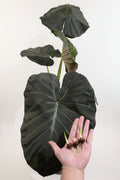 Alocasia Regal Shield Corm – Large-Leaf Alocasia Starter