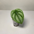 Alocasia Silver Dragon – Baby Plant (Corm Grown)
