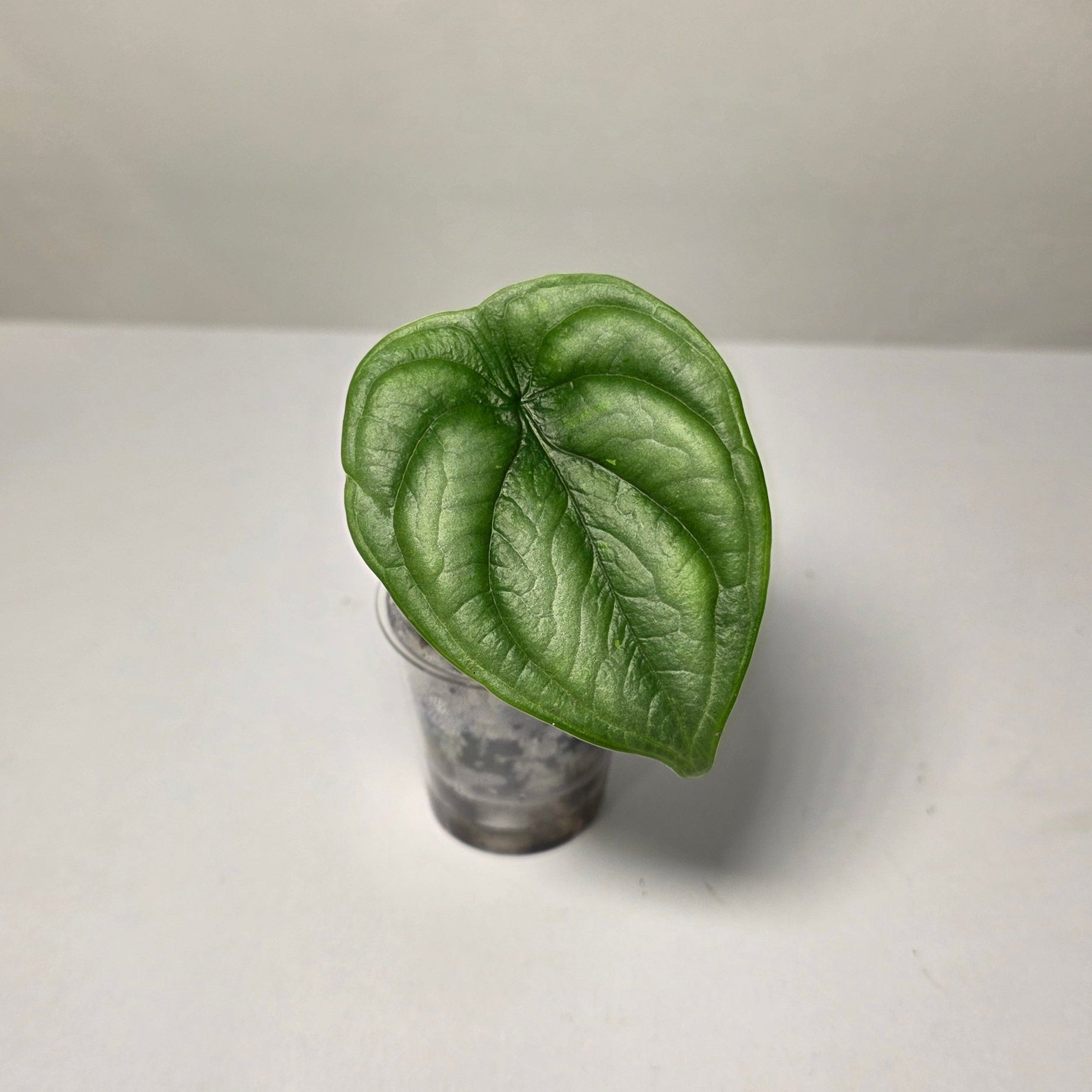 Alocasia Silver Dragon – Baby Plant (Corm Grown)