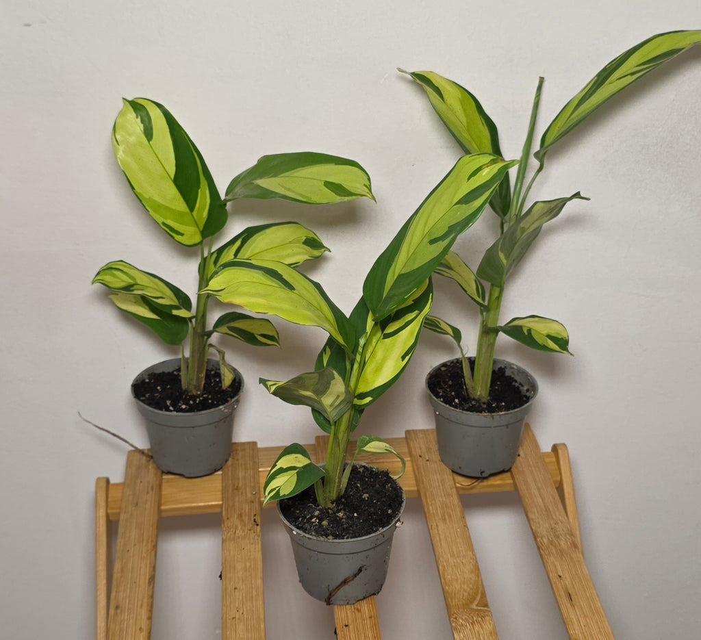 Ctenanthe pilosa ‘Golden Mosaic’ – Variegated Prayer Plant